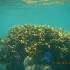 Coral de Fogo Maragogi